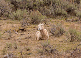 Big Horn Sheep Ewe relaxes and feeds