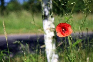 Fototapeta Kwiat maku na łące, pień brzozy i droga asfaltowa w tle. obraz