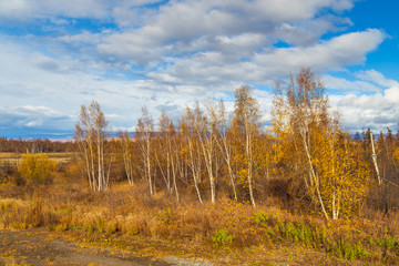 Fototapeta premium Forest in autumn colors on the Kamchatka Peninsula, Russia.