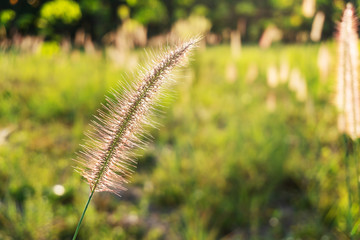 Grass flower in sunlight nature