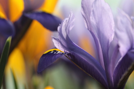 Spring mix of crocus an iris flowers. Shallow focus.