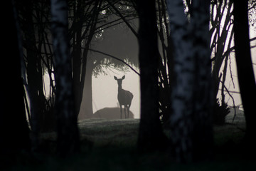 Deer in thick fog in a dark spooky eerie and creepy forest. Foggy forest.