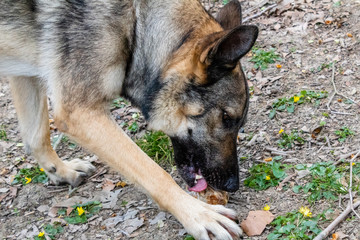 a wolf dog eating a ham bone on top of the grass