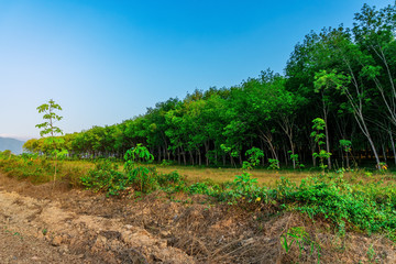 Latex rubber plantation or para rubber tree in southern Thailand