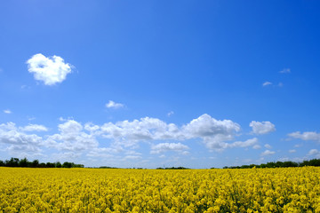 Rapsfeld Mitte Mai