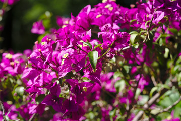 branche de Bougainvillea spectabilis rose fleuri. Nyctaginaceae