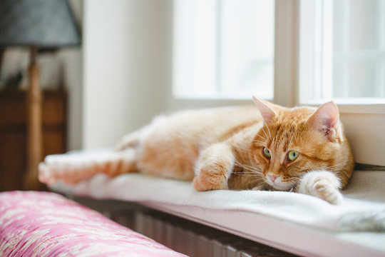 Big ret cat relaxing close to window on windowsill at home