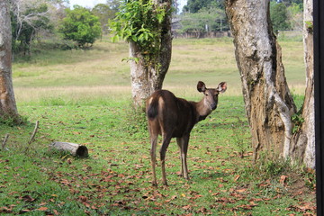 Deer in Khao Yai National Park