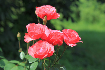 riot of flowers in the summer park
