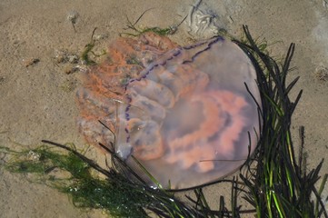 Feuerqualle im Wattenmeer bei Hallig Hooge