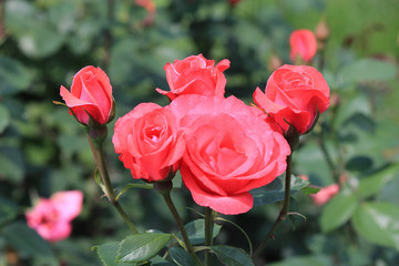 riot of flowers in the summer park