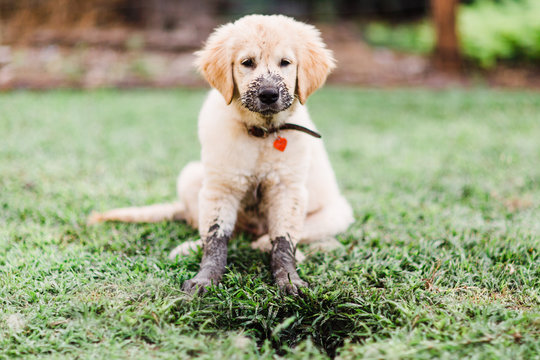 Muddy Puppy Digging A Hole