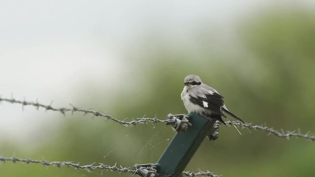 A magnificent rare Great Grey Shrike, Lanius excubitor, perching on a barbed wire fence on a dark, rainy, windy day. It is looking around for food to capture and eat.
