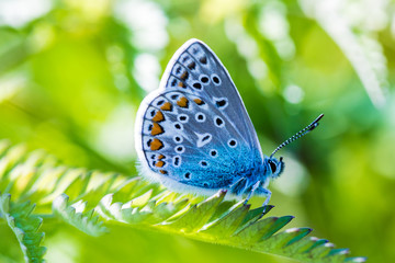 The macro shot of the beautiful blue butterfly on the little green grass branch in the warm sunny summer weather