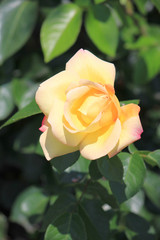 riot of flowers in the summer park