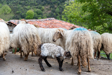 Flock of sheep in the Picos de Europa National Park, Spain.