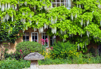 Front cottage garden with white wisteria in bloom on stone wall and colourful flowers around mushroom ornament, Cotswolds, United Kingdom .