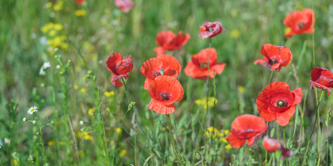 Close-Up Of Red Poppy Flowers Blooming On Field 