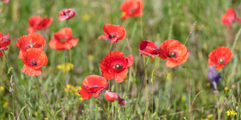 Fototapeta na wymiar Close-Up Of Red Poppy Flowers Blooming On Field 