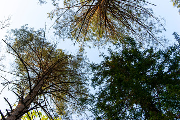 the sky through the branches of coniferous trees
