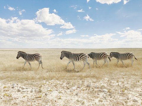 Zebras on the Move