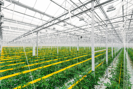 Greenhouse with tomatoes