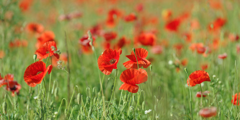 Close-Up Of Red Poppy Flowers Blooming On Field 