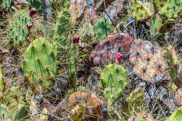 Many cactuses in detail