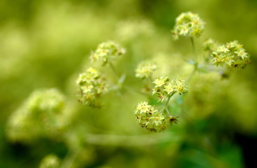Ansehnlicher Frauenmantel