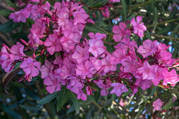 Blossoming Peach Tree In Spring.