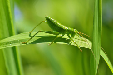 Green grasshopper's in the grass.
