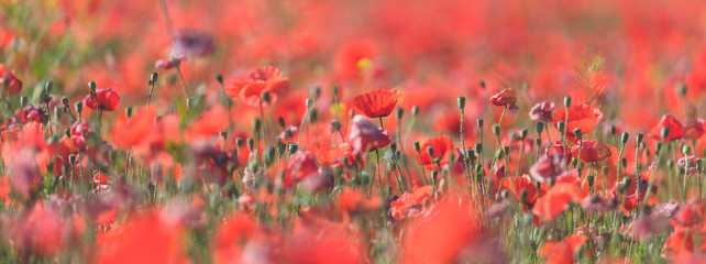 Close-Up Of Red Poppy Flowers Blooming On Field 