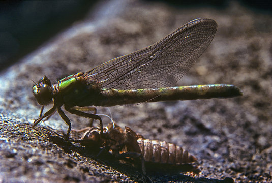 Emerging dragonfly order Odonata (Anax sp.) near a waterfall on the Churchill River in Manitoba, Canada.  Photographed on Kodachrome film with a Nikon F3 camera.
