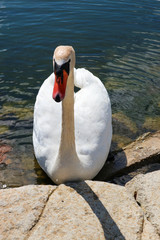 Beautiful and elegant snow white swan on the stone beach of the baltic sea coast closeup