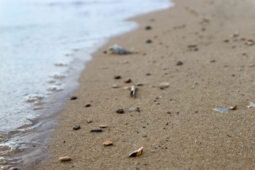 sandy beach with seashells,stones and reed debris with incoming waves closeup