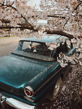 Classic car and Blossoms