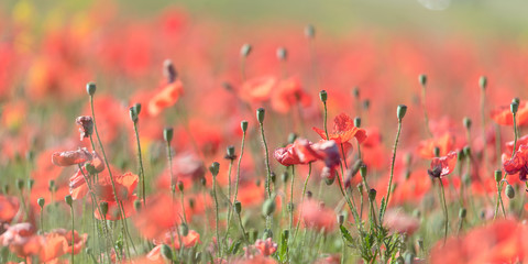 Close-Up Of Red Poppy Flowers Blooming On Field 