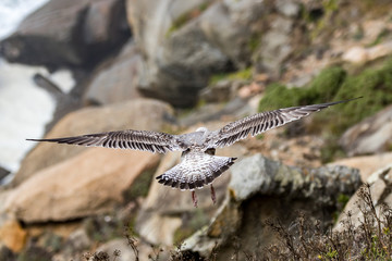 seagull in flight