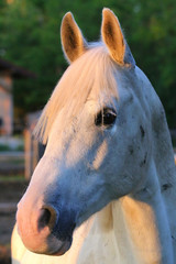 Obraz premium Portrait of a purebred gray arabian stallion. Closeup of a young purebred horse. Purebred young shagya arabian horse posing at golden hour on rural animal farm