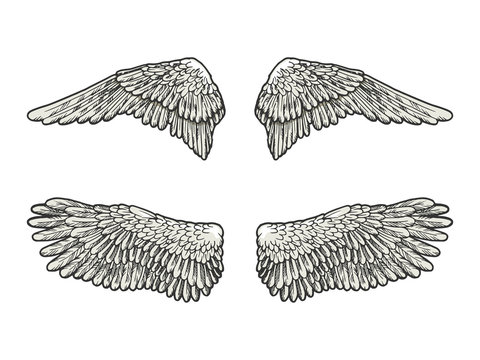Bird angel wings set sketch engraving vector illustration. Scratch board style imitation. Black and white hand drawn image.
