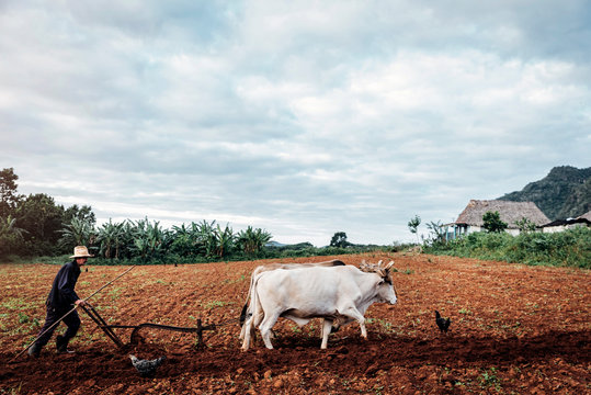 Farmer and Oxen Plow Tobacco Field.