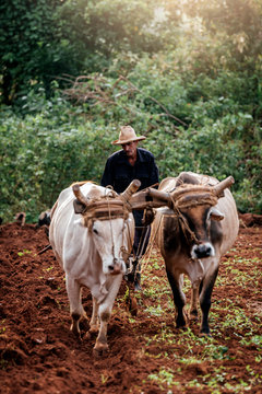 Farmer and Oxen Plow Tobacco Field.