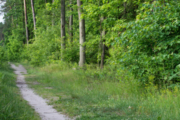 footpath in summer forest