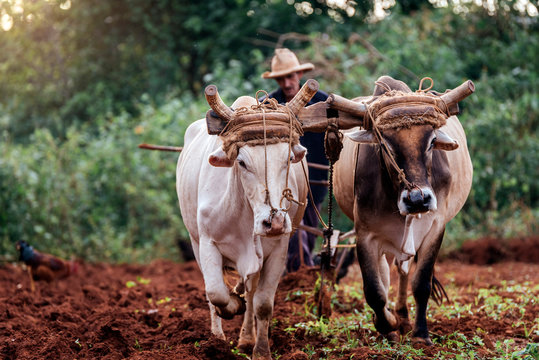 Farmer and Oxen Plow Tobacco Field.