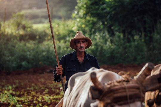 Farmer and Oxen Plow Tobacco Field.