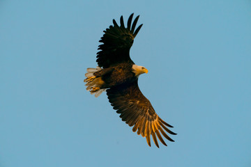 Bald eagle flying during golden sunrise