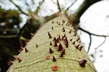 Close up of thorn tree with thorny trunk.