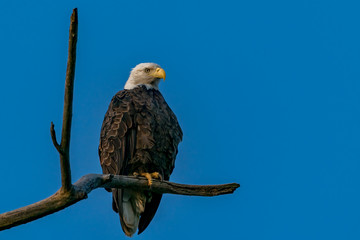 Eagle at Sunrise perched on a Branch