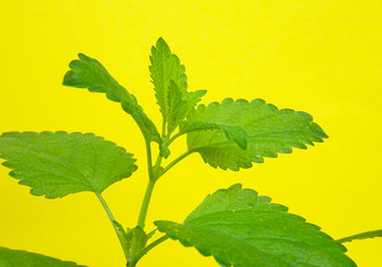 Fresh Lemon balm, Melissa officinalis,  branch and leaves Isolated on a Yellow background
