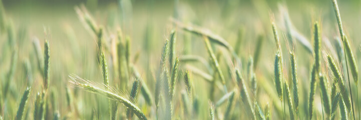 Close-up view of a grain field